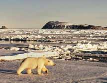 Norwegen, Arktis: Eisbrenexpedition nach Nordspitzbergen - Br im Packeis